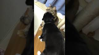 猫動画🐈かわいいじゃれあい💕白黒猫ざきおtuxedocat🐈キジトラ雑種マール【#Shorts】