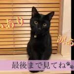 【癒し】猫のおもしろ写真＆動画集 〜目をあけて寝るネコ、蓋をあけるネコ〜