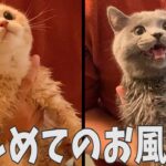 はじめてお風呂に入った子猫の反応が意外すぎた！