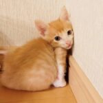 トロンとした目で見つめてくる寝起きの子猫と遊ぶとこうなる…笑