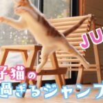 【保護猫】可愛い子猫のジャンプする姿が面白すぎる！【捨て猫】