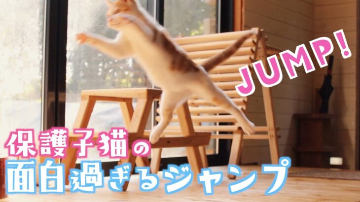 【保護猫】可愛い子猫のジャンプする姿が面白すぎる！【捨て猫】