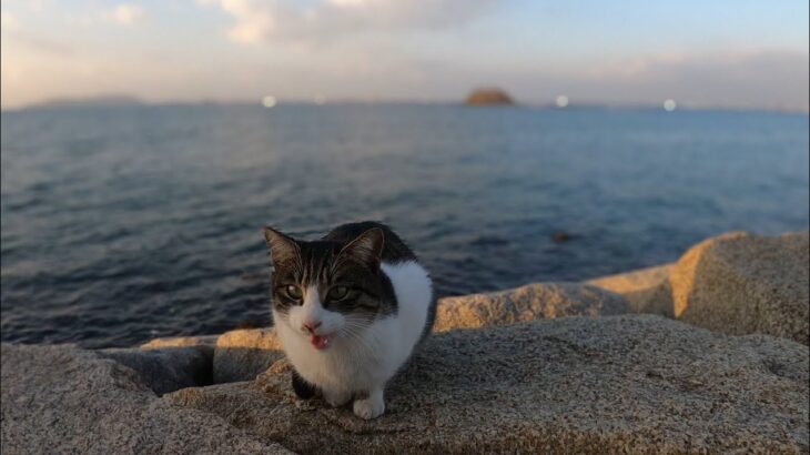 なんだこのキジシロ猫の可愛い鳴き声は。