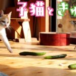 【保護猫】子猫の後ろにきゅうりを置いてみた２０２１【捨て猫】