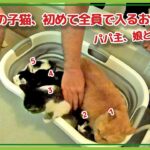 ５匹の子猫、初めて全員で入るお風呂【保護猫たちの日常】