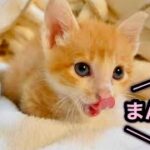 ミルクを飲んで満腹になった子猫が仲良く一緒に寝ます。【保護猫】