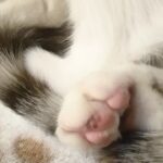 【保護猫】 にょぴーがたまらなくかわいい猫のお昼寝