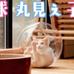 【保護猫】金魚鉢で遊ぶ子猫の肉球が丸見えです【捨て猫】