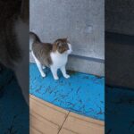 子猫がモフられにきた