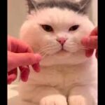 【動画の面白動画】デブ猫ロッケンロール！