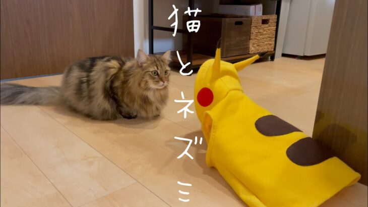 【サイベリアン】猫とネズミが出会った動画【癒し】