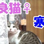 野良猫♀　寒さ対策【猫】かわいい・おもしろい