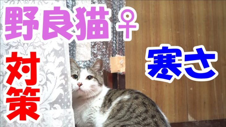 野良猫♀　寒さ対策【猫】かわいい・おもしろい