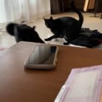 【ハプニング】猫の喧嘩に巻き込まれた撮影者