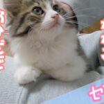 おひざでまったり甘える子猫がかわいいです【子猫／捨て猫／迷い猫】