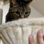 凶暴猫てんちゃんと遊ぼうとした結果…