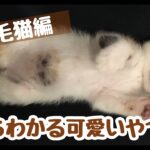 みたらわかる可愛いやつやん〜三毛猫編〜