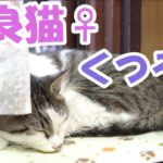 野良猫♀　くつろぐ【猫】かわいい・おもしろい