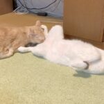 大事な所を舐められても動じない猫【可愛い猫の多頭飼いに癒される】