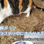 【保護猫】えさやり作戦継続中！まさかのハプニングが！？【保護までの道のり　なつくまで】