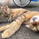 子猫「ミルクミルク」母猫「毛づくろい・・・」【キジトラ猫・野良猫】