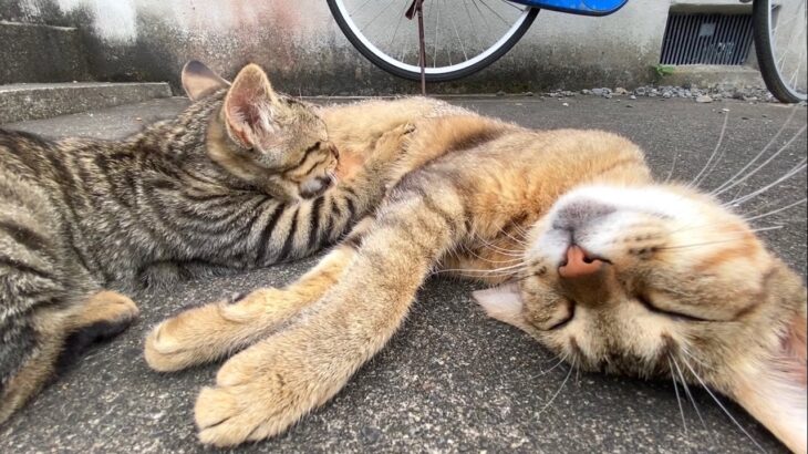 子猫「ミルクミルク」母猫「毛づくろい・・・」【キジトラ猫・野良猫】