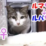 野良猫♀　ルマちゃん → ルパちゃん【猫】かわいい・おもしろい