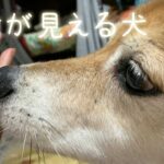 死が近い子猫に執着する犬