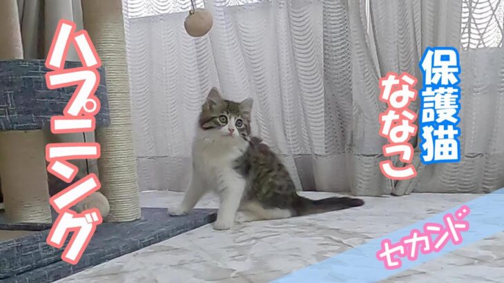 物音にびっくりしちゃった子猫がこちらですｗ【保護猫ななこセカンド】