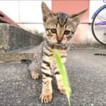 かわいい子猫に久々のねこじゃらし【キジトラ猫・野良猫】