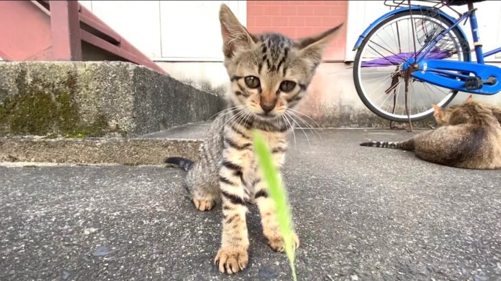 かわいい子猫に久々のねこじゃらし【キジトラ猫・野良猫】