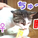 野良猫♀編　ちゅ～るの魔法【猫】かわいい・おもしろい