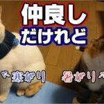 保護猫同士で仲良しな義姉弟のかわいいお手と眠り顔。