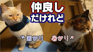 保護猫同士で仲良しな義姉弟のかわいいお手と眠り顔。