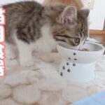 子猫に猫用食器を献上しました【保護猫ななこセカンド】