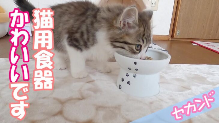 子猫に猫用食器を献上しました【保護猫ななこセカンド】