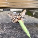 ジャンプして顔を出すかわいい子猫【キジトラ猫・野良猫】