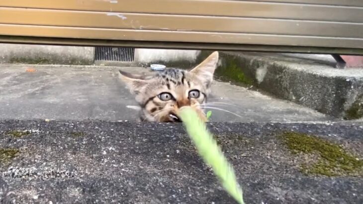 ジャンプして顔を出すかわいい子猫【キジトラ猫・野良猫】