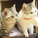 別れの時　子猫の兄妹、カフェに帰ります。マー君、イーちゃん最終日【赤ちゃん猫】【保護猫　子猫】