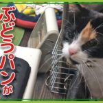 片足の無い子猫レン！ぶどうパンが欲しくて近づいてくる