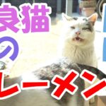 野良猫♂編　フレーメン反応【猫】かわいい・おもしろい