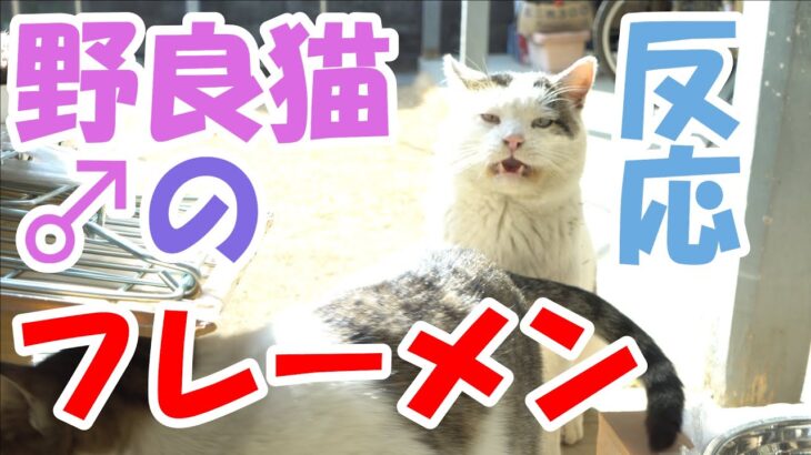 野良猫♂編　フレーメン反応【猫】かわいい・おもしろい