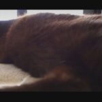 #43 Spending Time with Cats – 猫と一緒にいる時間 / 癒しの猫動画 – Healing cat video.