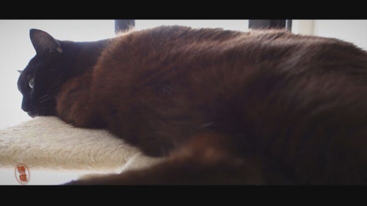 #43 Spending Time with Cats – 猫と一緒にいる時間 / 癒しの猫動画 – Healing cat video.