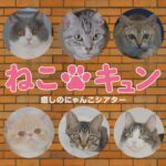 『ねこキュン 癒しのにゃんこシアター』トレーラー・本編 ver.