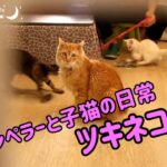 ツキネコ1階エンペラーと子猫達