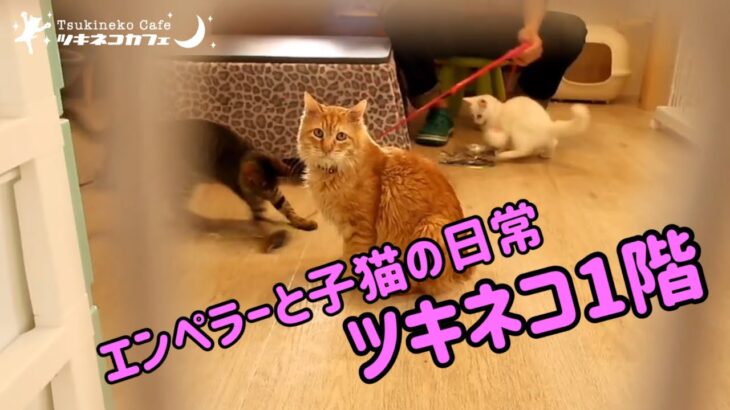 ツキネコ1階エンペラーと子猫達