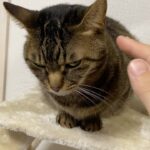 開始10秒でブチギレて噛み付いてくる凶暴猫…