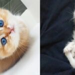 | かわいい猫 | 赤ちゃん猫-キュートで面白い赤ちゃん猫の動画 | [17]