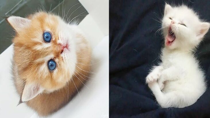 | かわいい猫 | 赤ちゃん猫-キュートで面白い赤ちゃん猫の動画 | [17]